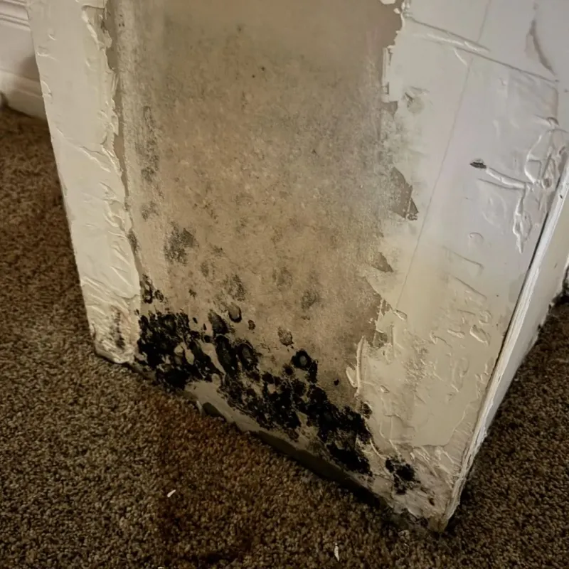 Professional Mold Removal in Palm City, FL